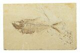 Fossil Fish (Diplomystus) - Wyoming #240351-1